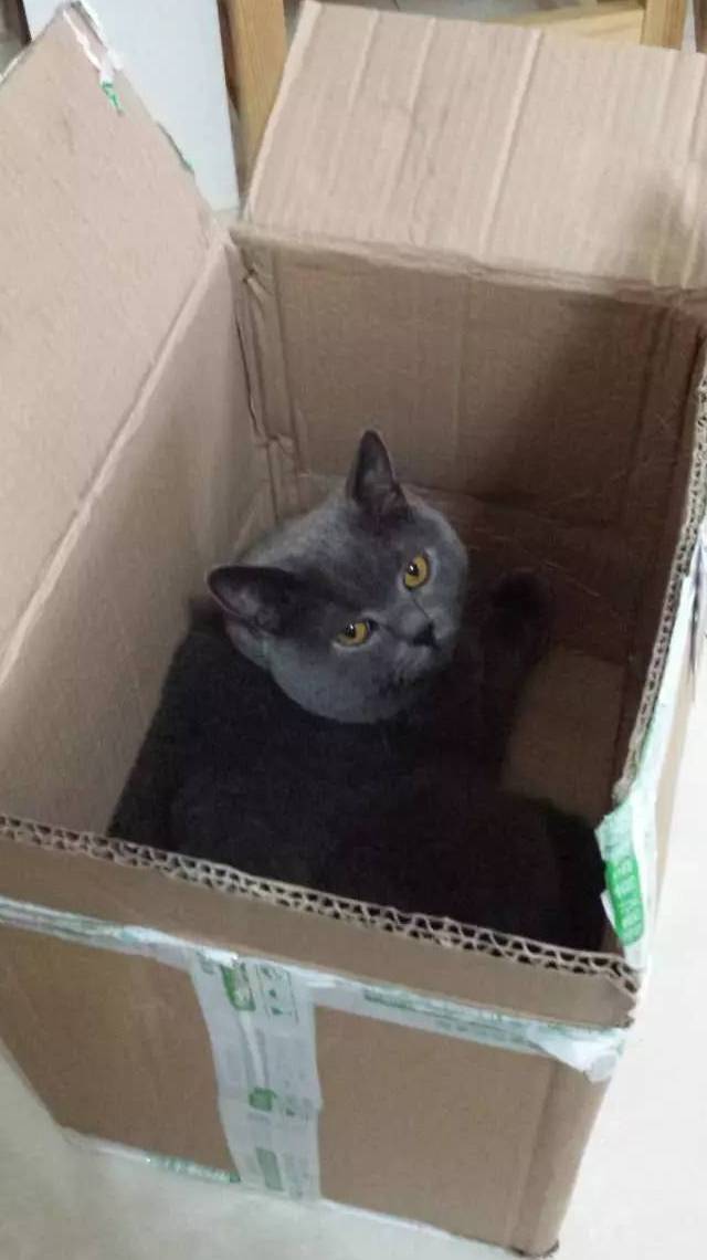 Erwin Schrödinger's Cat Duoduo in a paper box