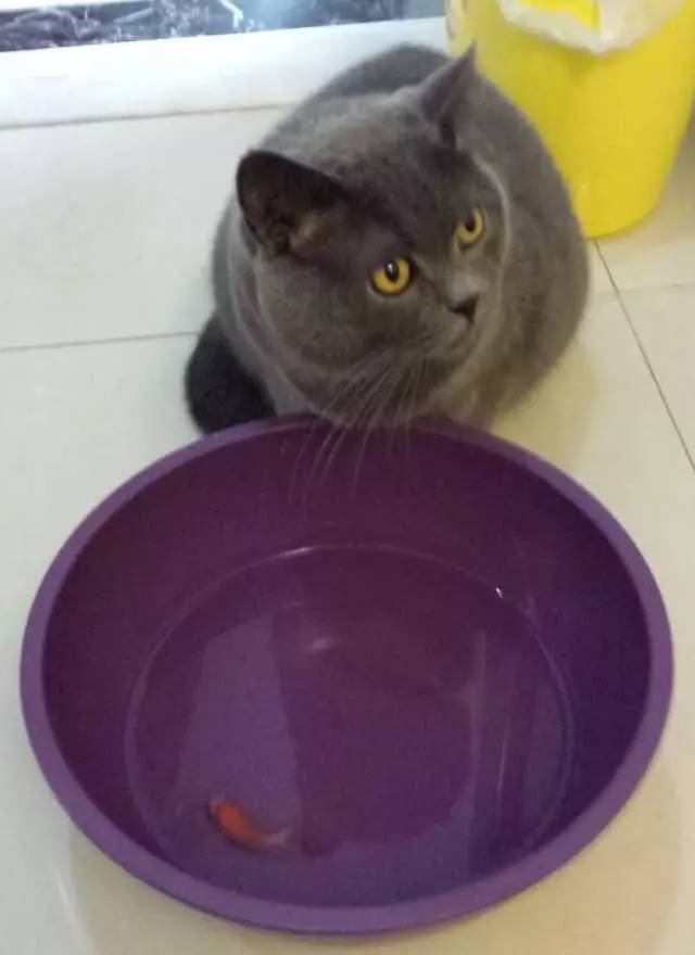 Cat Duoduo trying to fish