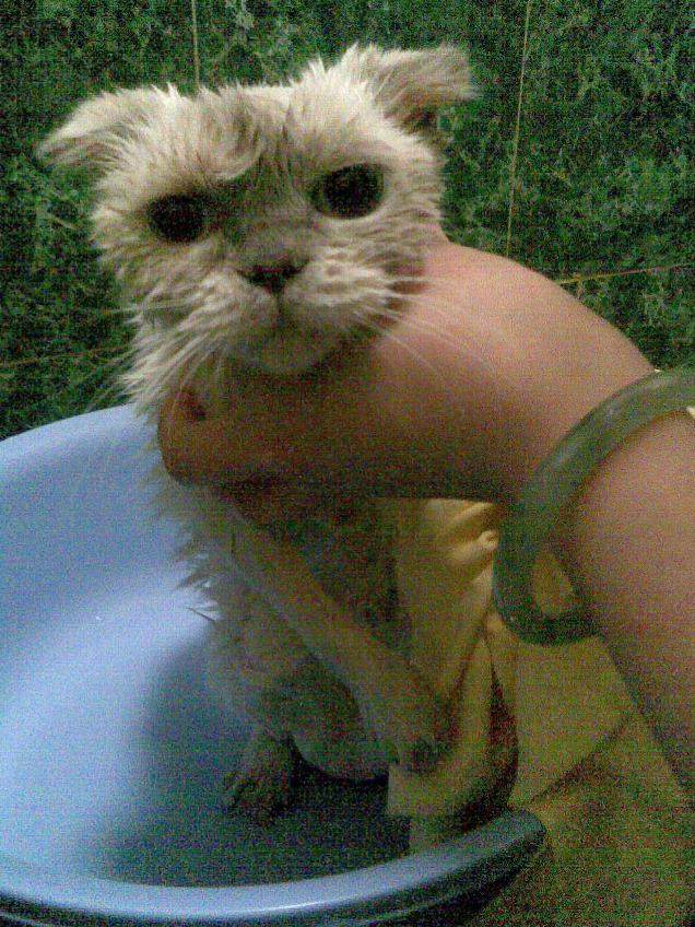 Scottish fold female cat taking a shower