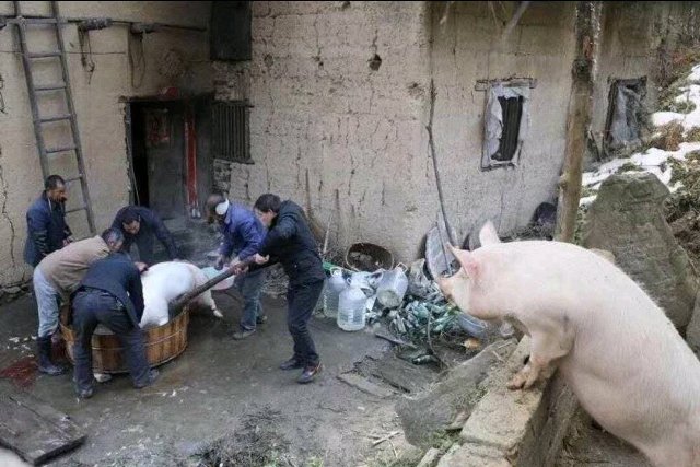 一头特立独行的猪：趴在墙头看人杀猪。