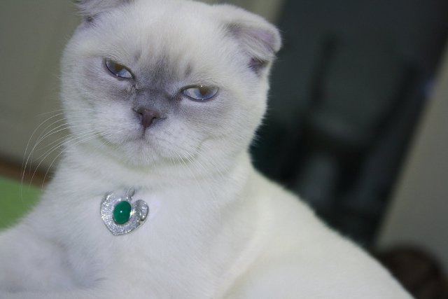 Scottish fold female cat with emerald