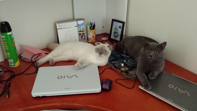 Scottish fold female cat and British shorthair male cat in front of a Sri Lanka jewelry map